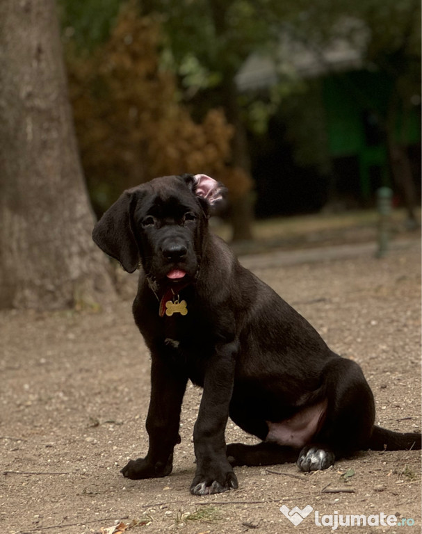 Cățel presa canario