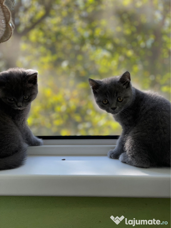 Pisici rasa British shorthair