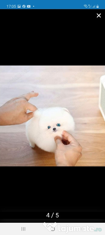 Pomeranian extra mini boo