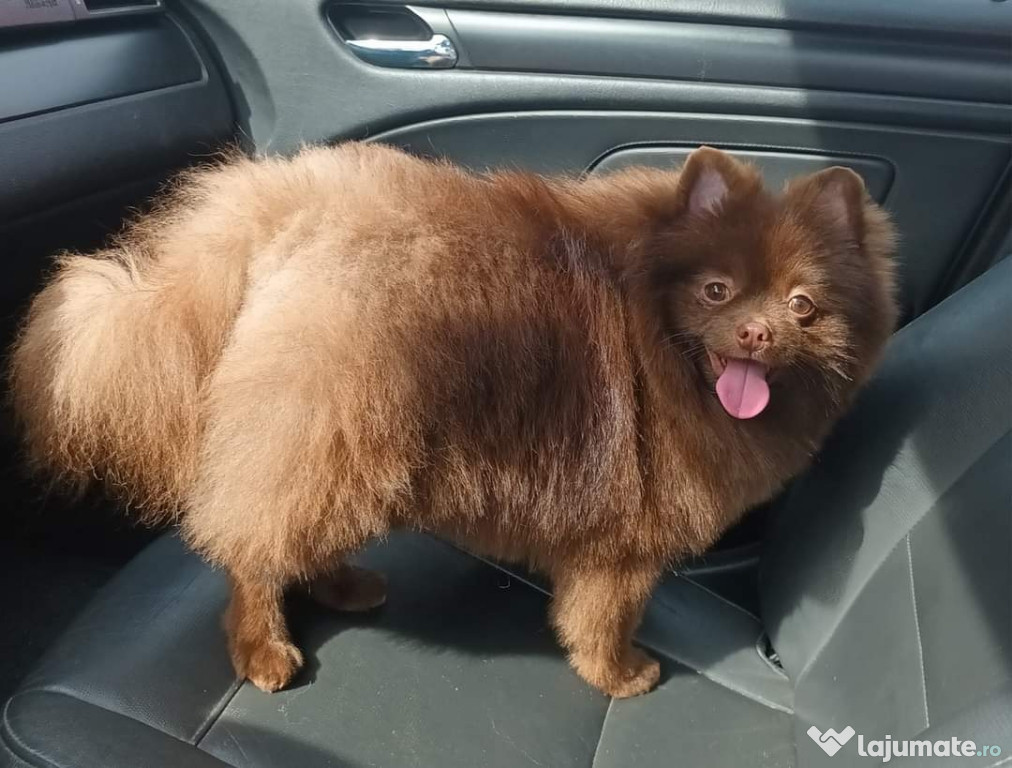 Mascul Pomeranian Ciocolatiu cu Pedigree