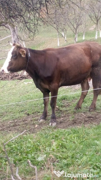 Vând juninca gestanta in luna a 7a - Bârsana, Maramures