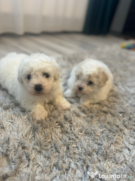 Bichon maltez mini