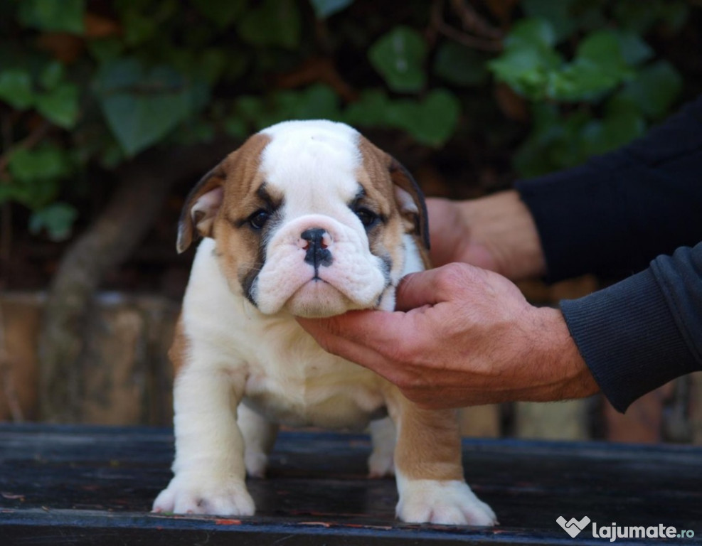 Câini Bulldog Englez frumoși