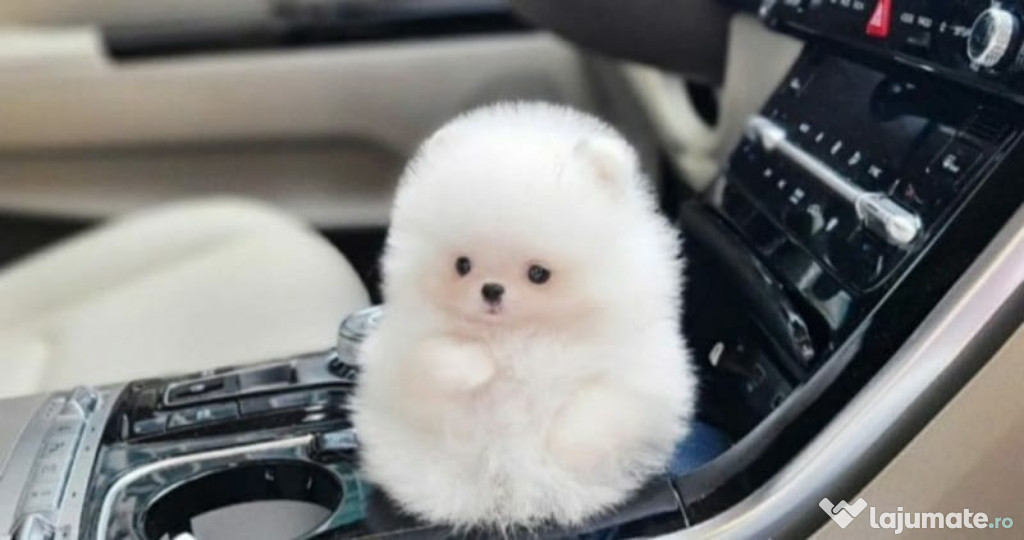 Pomeranian puppy mini boo