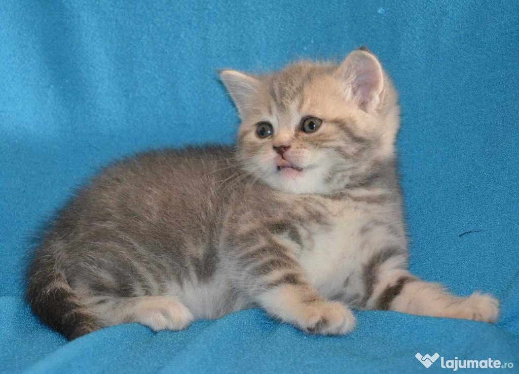 British shorthair