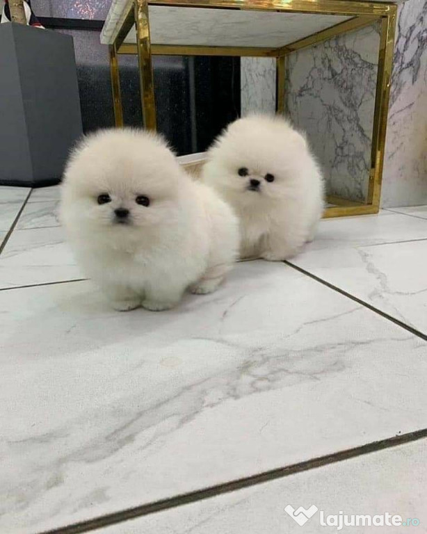 Pomeranian Ursuleț Mini Boo