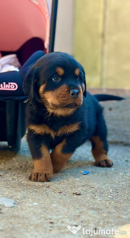 Pui de rottweiler