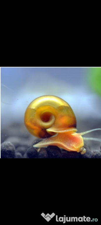 Melci acvariu ramshorn gold