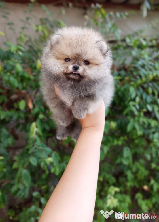 Pomeranian Boo ofer transport