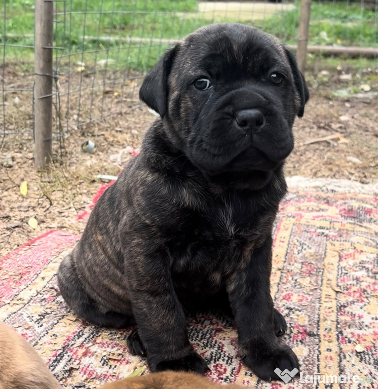 Căței cane corso