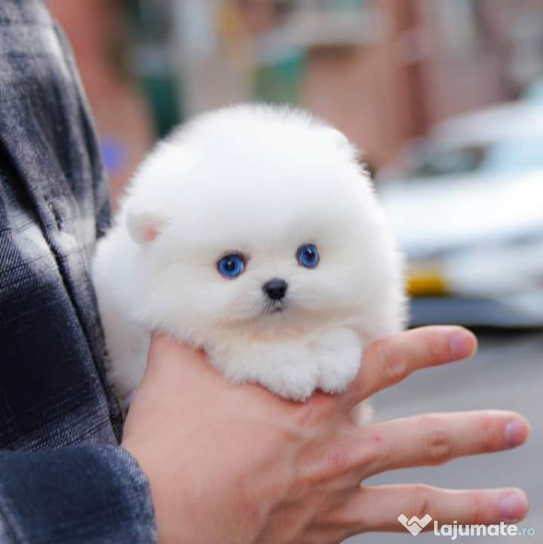 Pomeranian boo mini