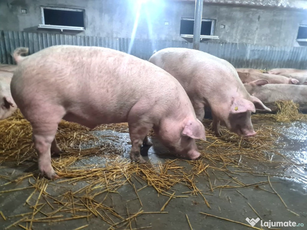 Vindem Porci mari și mici Crescuti Natural 13lei kg