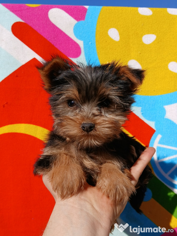 Pui Yorkshire Terrier mini toy