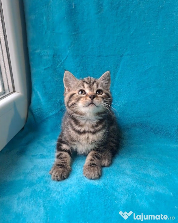 British shorthair băiețel