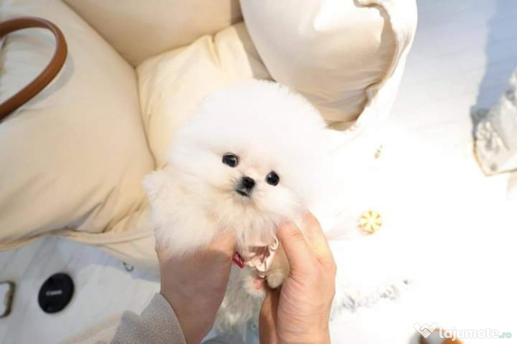 Pomeranian boo miniatura