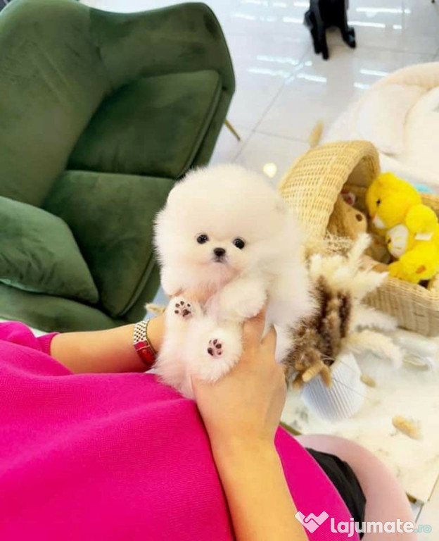 Pomeranian mini toy boo