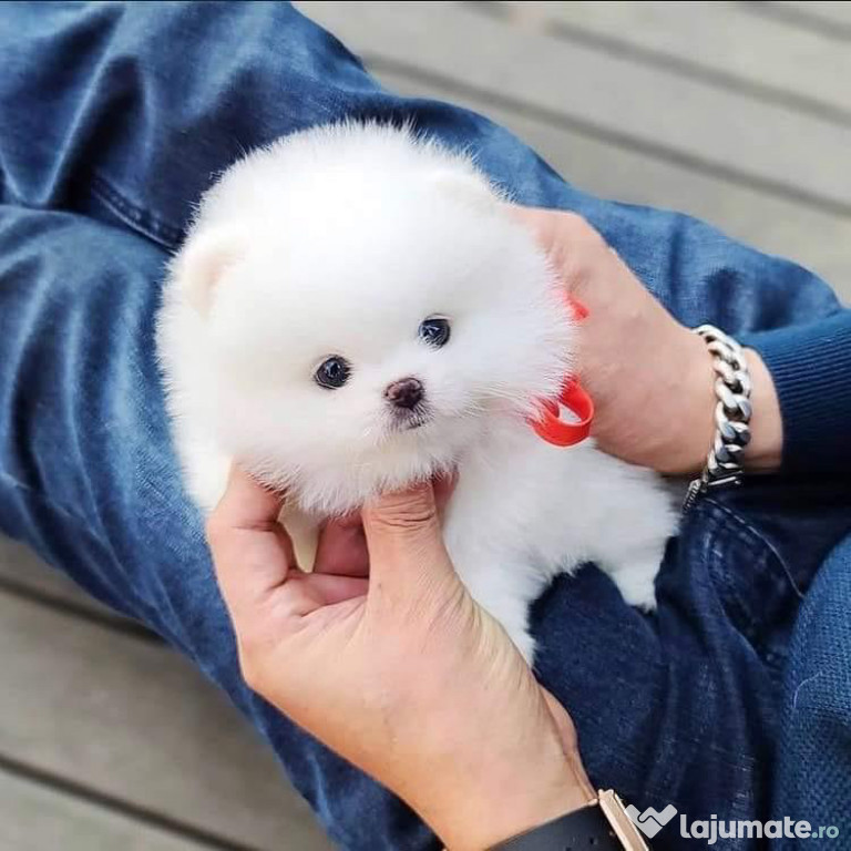 Pomeranian mini tot rasa pură