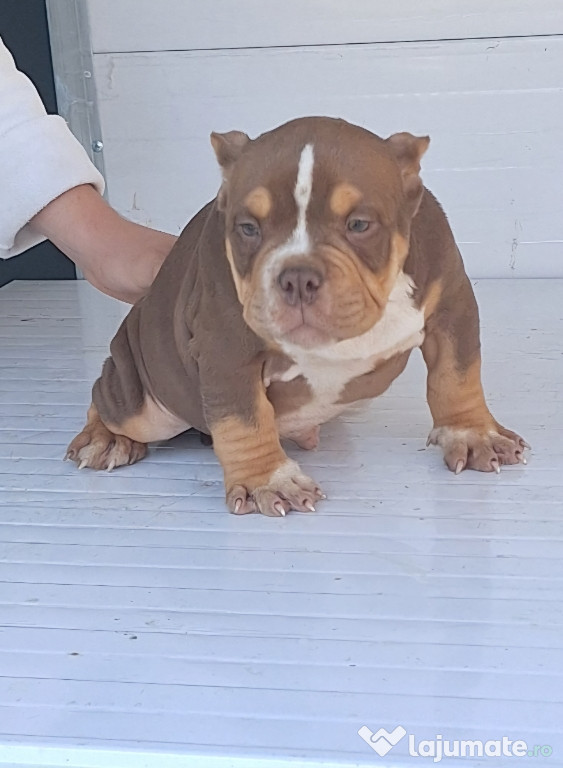 American bully micro