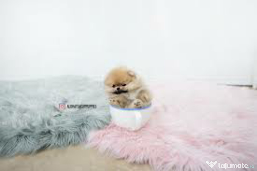 Pomeranian mini toy