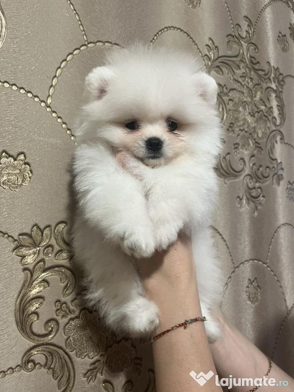 Cățelușă Pomeranian Toy