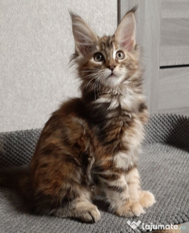 Maine coon pisoiasi