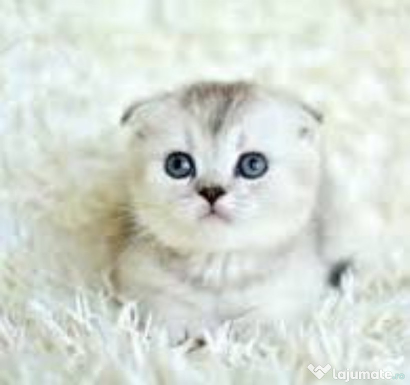 Scottish fold whiskas Donez urgent t