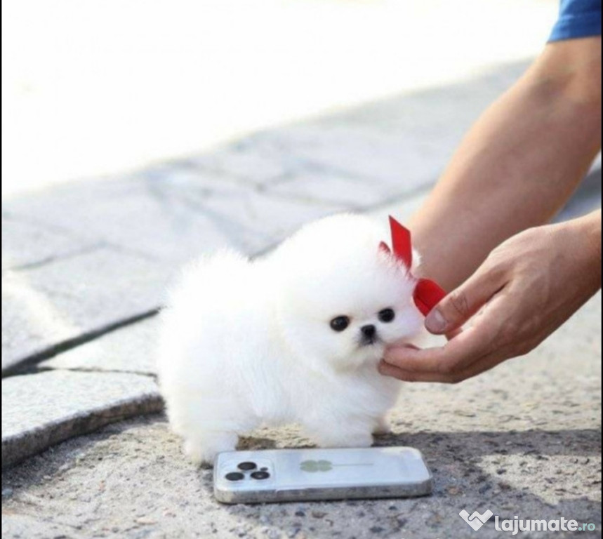 Pomeranian jucărie cu viata boo original