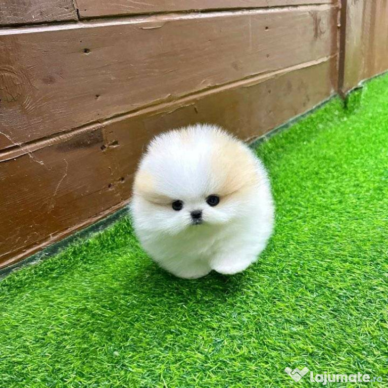 Pomeranian Teeacup boo