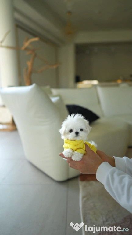 Bichon maltez mini toy fete baieti