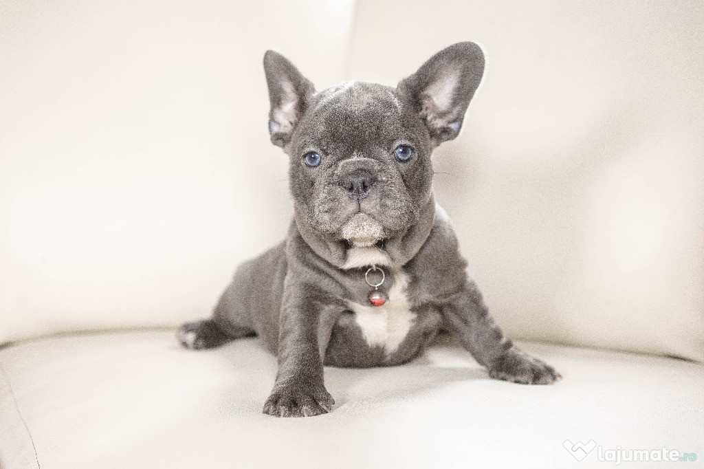 Bulldog Francez - blue cu ochii albastri - Transport in tara