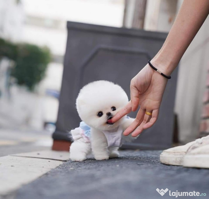 Pomeranian mini teacup boo