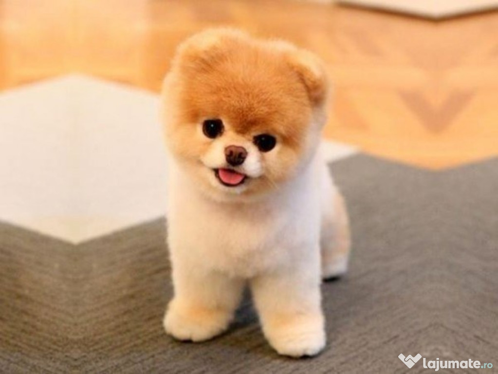 Pomeranian boo mini teacup