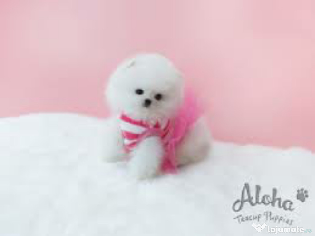 Pomeranian boo mini puppy