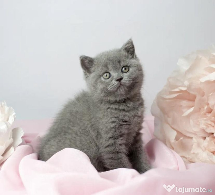 British shorthair fetiță