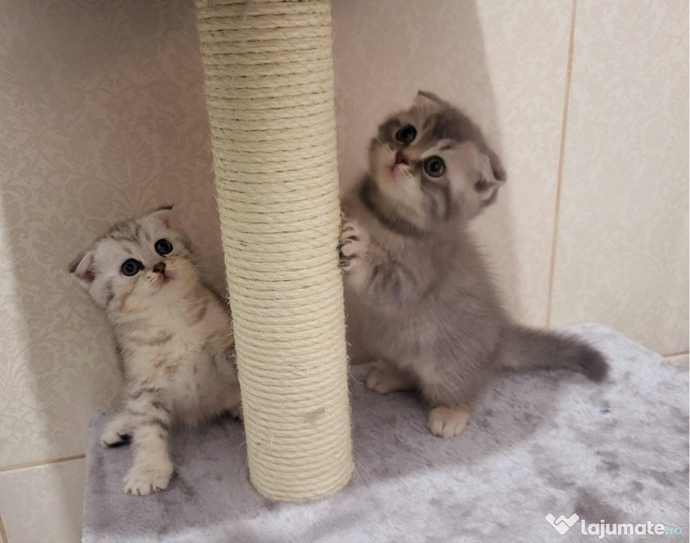 Scottish fold chinchilla