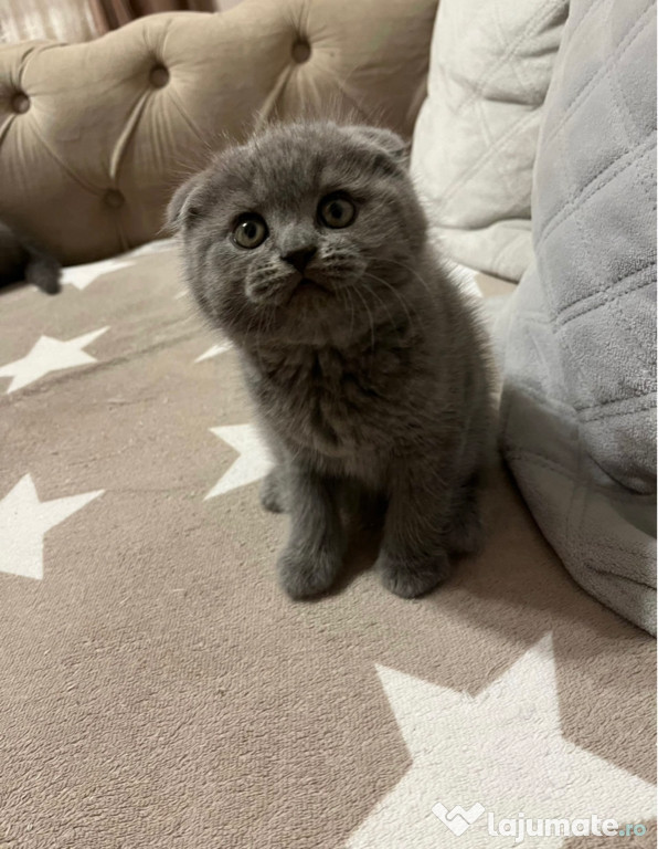 Scottish fold puiuț