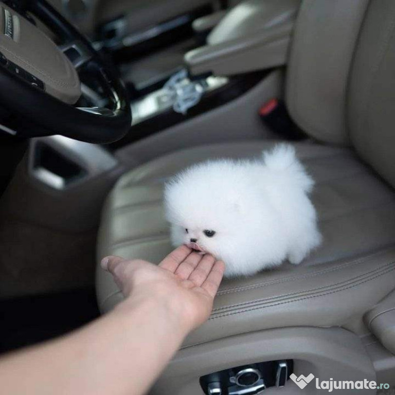 Pomeranian mini cel mai frumos cadou de neuitat