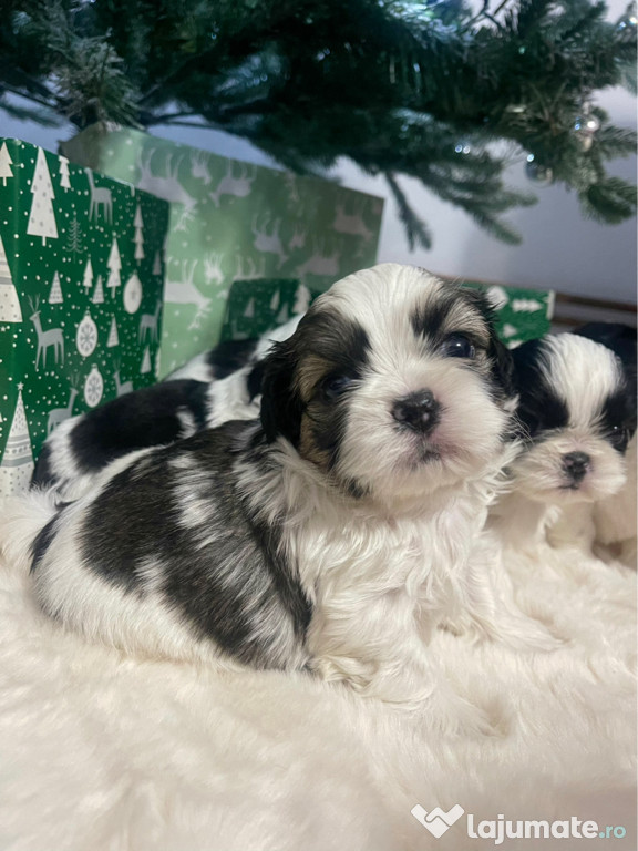 Vand Catei Shih Tzu