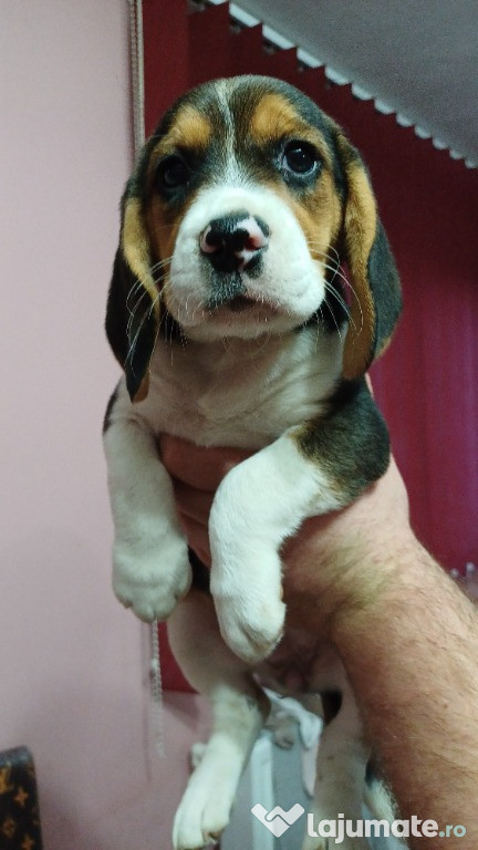 Puiuții beagle tricolor