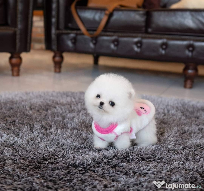 Pomeranian boo teacup cadoul perfect pentru persoana iubita