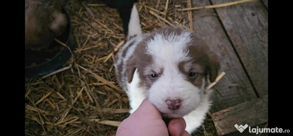 Ofer spre adoptie pui de caine ciobanesc