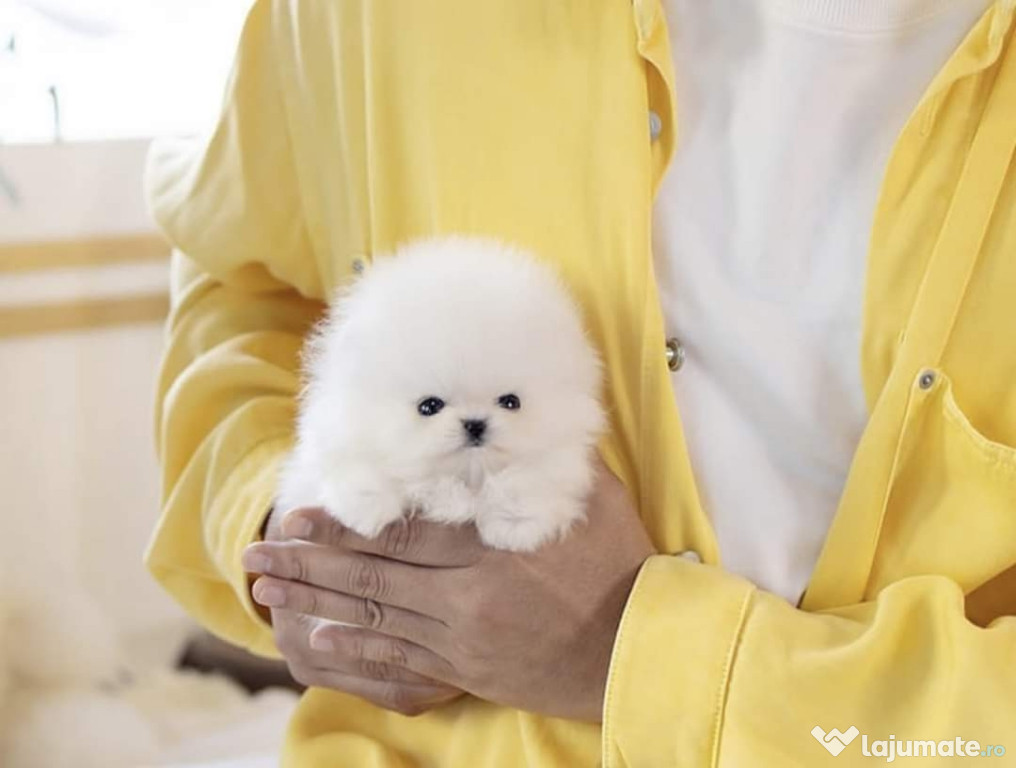 Pomeranian mini boo cadoul ideal