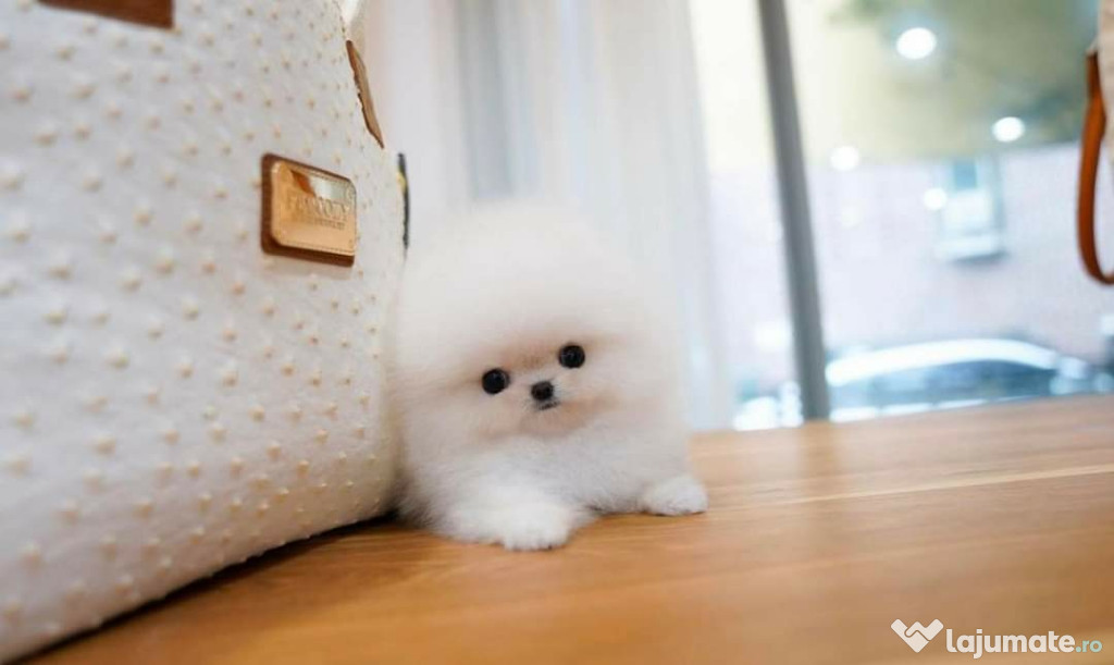 Pomeranian teeacup mini