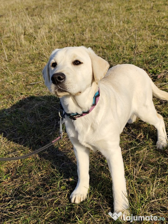 Pui Labrador cu pedigree