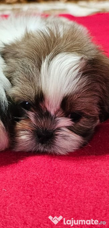 Shih-tzu talie mica