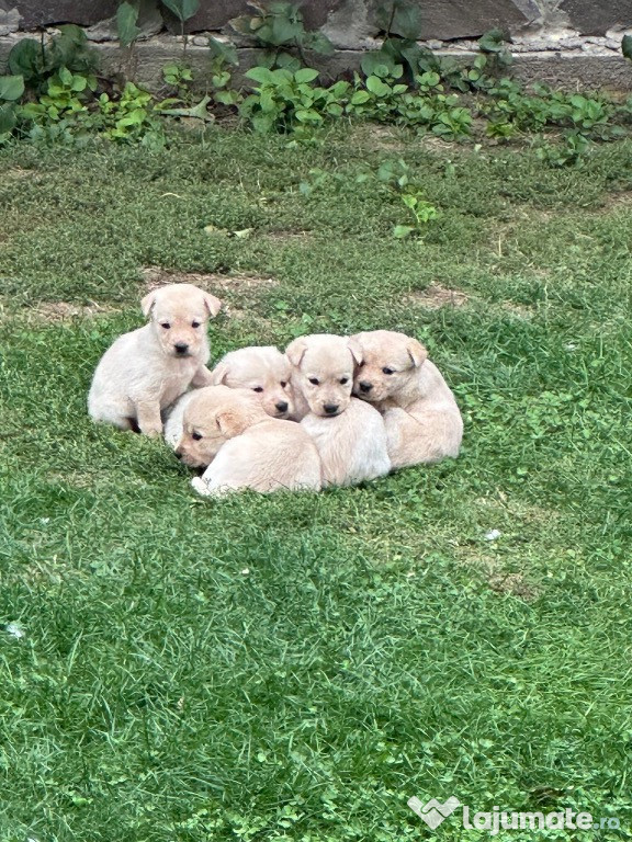 Căței de labrador