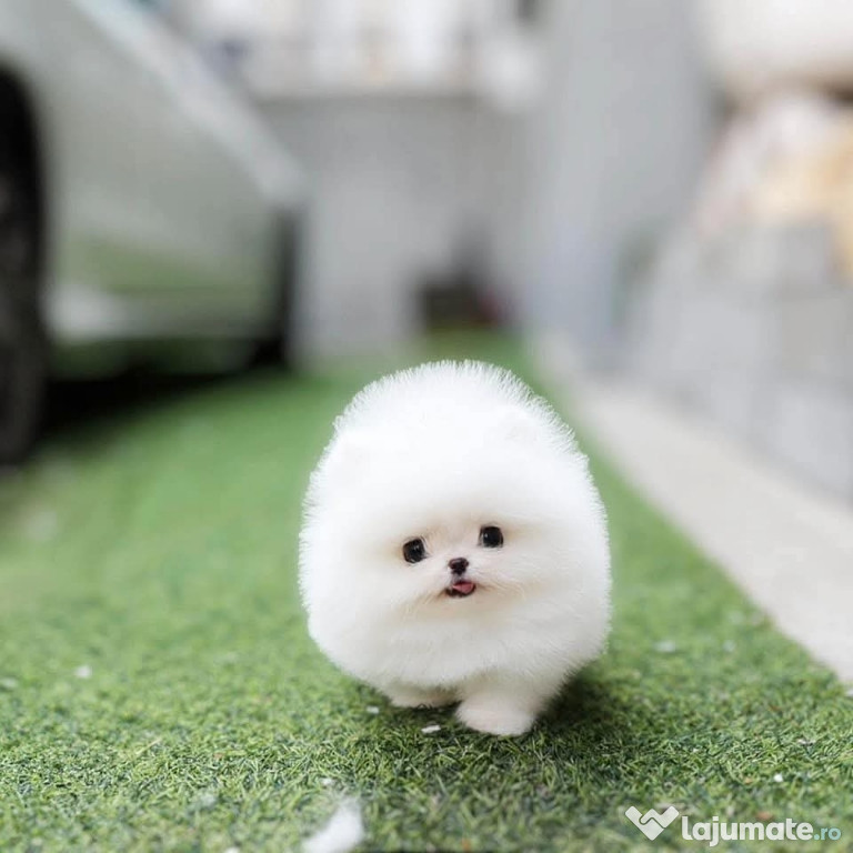 Pomeranian adorabil boo