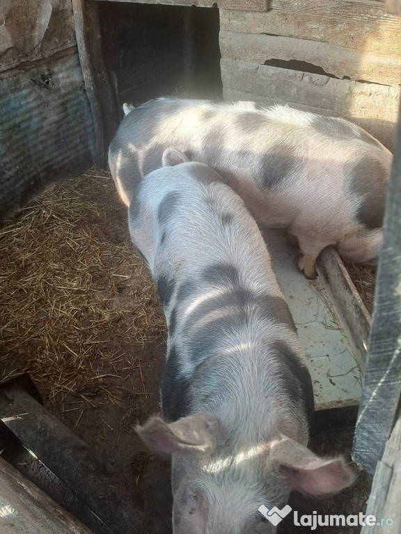 Porci de vanzare