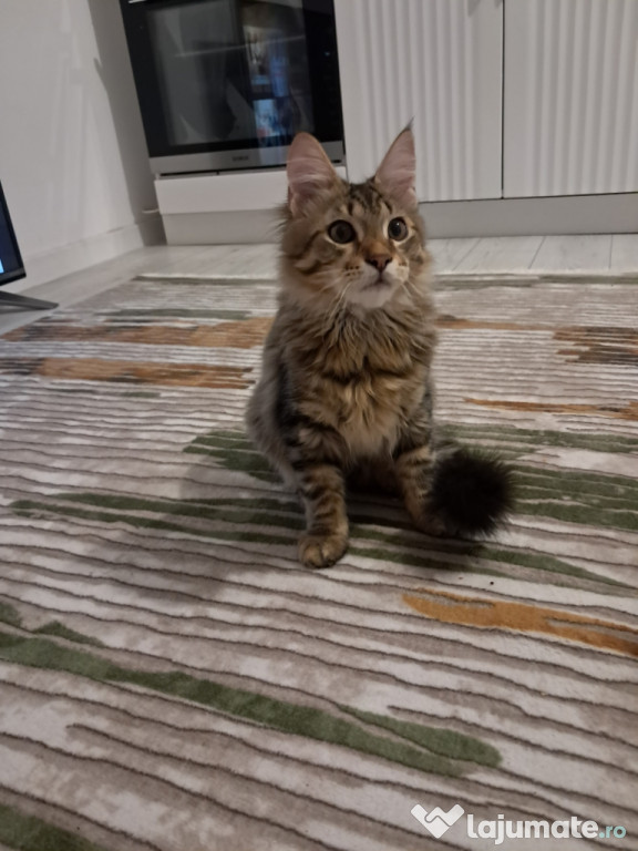 Maine coon băiețel