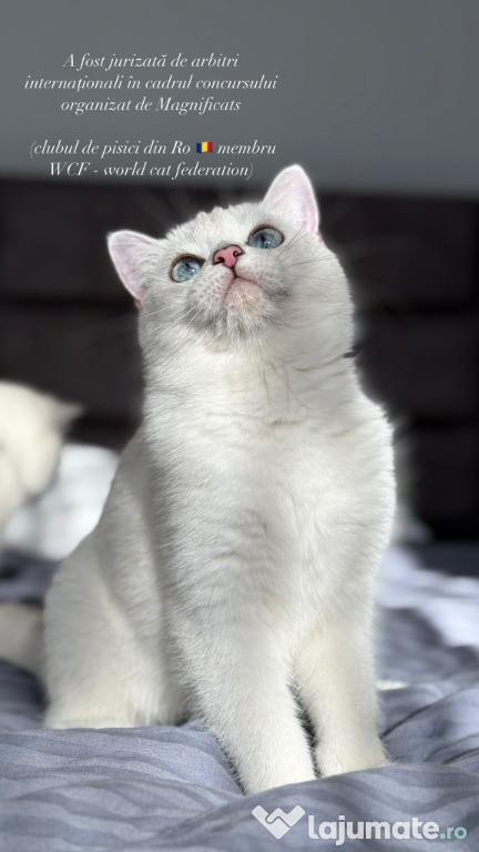 British shorthair alb - Femela (NS 11 33) din mama campion